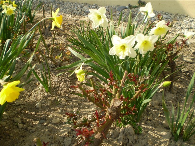 narcisi